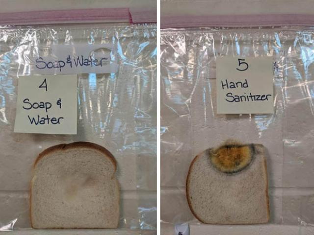 Chỉ bằng vài lát bánh mì có thể nhận ra tác dụng của việc rửa tay hơn hẳn thuốc khử trùng