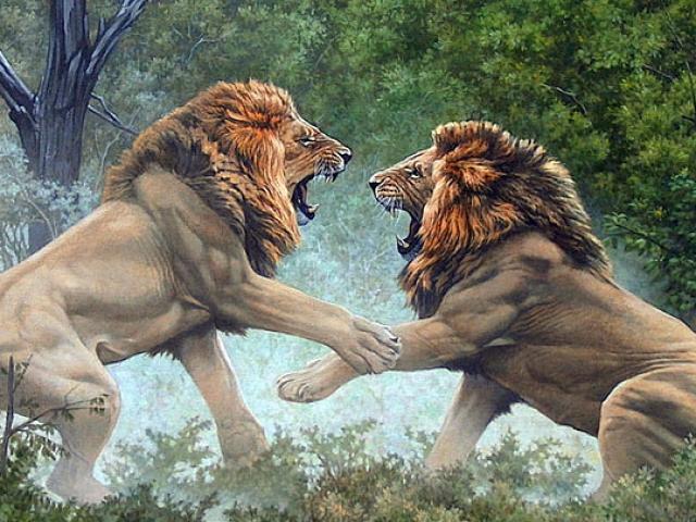Cận cảnh hỗn chiến của sư tử trong vườn thú