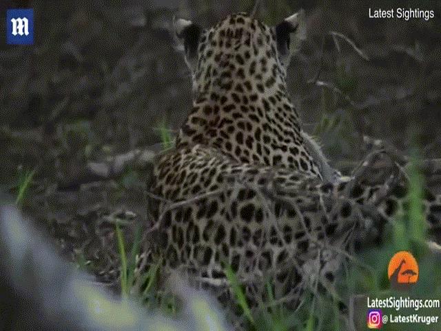 Video: Báo săn ”chạy mất dép” khi đối đầu với lửng mật hung dữ