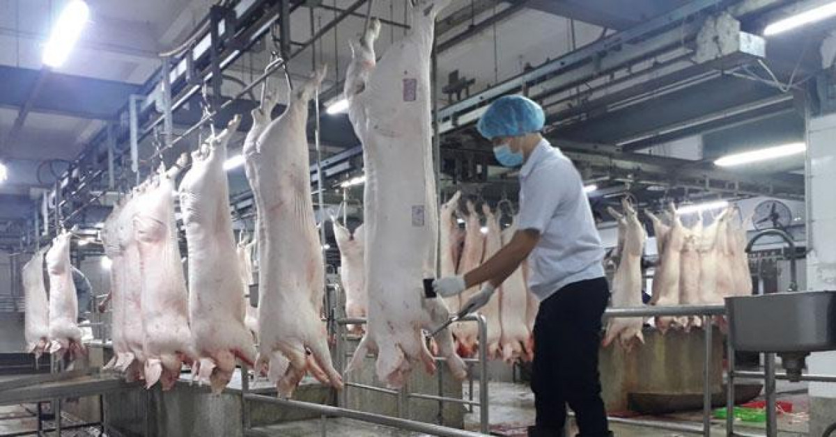 Giá thịt lợn hơi giảm mạnh về mức thấp nhất 72.000 đồng/kg