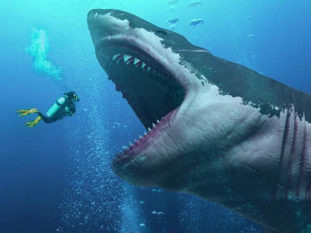 ”Rợn người” cách để siêu cá mập Megalodon dài tới hơn 18 mét: Ăn thịt anh em từ trong bụng mẹ