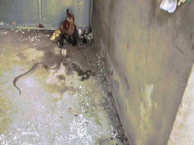 Video: Lẻn vào chuồng định ăn thịt gà con, rắn hổ mang bị gà mẹ mổ cho tơi bời