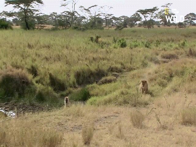 Video: Hoa mắt vì đói, linh cẩu định ăn thịt sư tử non nhưng phải trả cái giá khó ngờ
