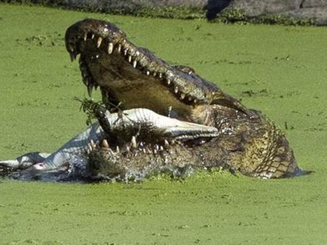 Cá sấu khổng lồ nhai sống đồng loại của mình