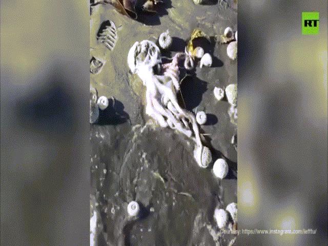 Video: Thảm họa khiến sinh vật biển chết hàng loạt, trôi dạt bờ biển ở Nga
