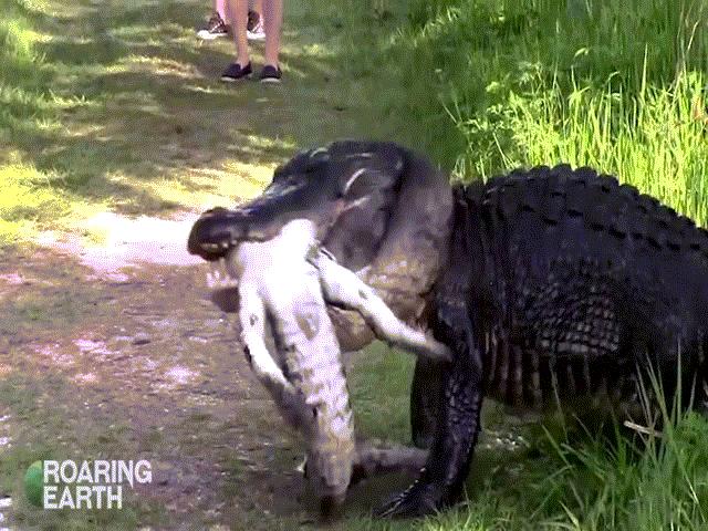 Video: Rợn người cảnh cá sấu khổng lồ ngấu nghiến nhai sống đồng loại nhỏ bé