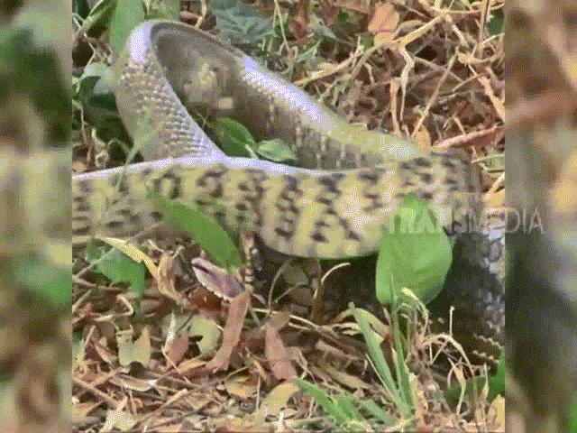 Video: Đen đủi gặp kẻ đi săn lão luyện, rắn hổ trâu bị hổ mang chúa nuốt chửng