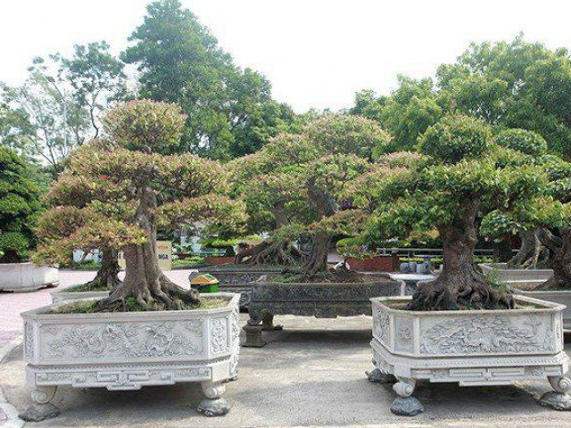 Ngắm dàn bonsai khế của đại gia chơi cây cảnh ”ngông” ở Việt Nam