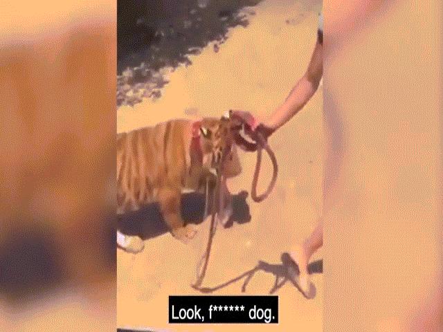 Video: Cô gái dắt hổ Bengal quý hiếm như dắt chó đi dạo trên phố gây kinh ngạc
