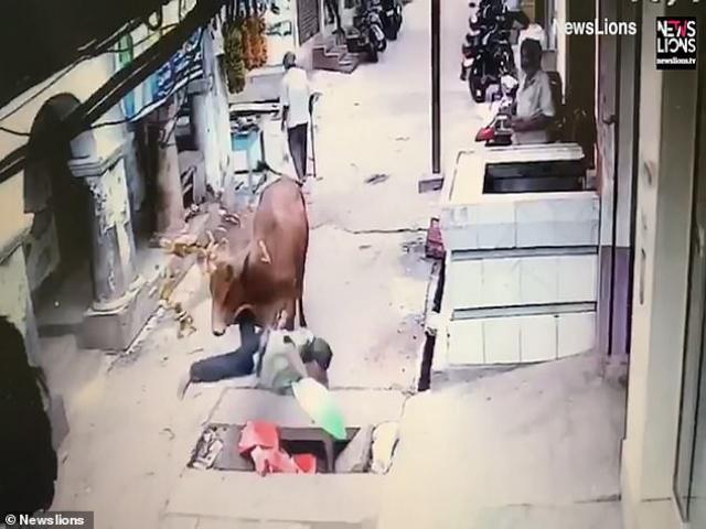 Người đàn ông bị bò húc bay xuống cống, không dám mắng nửa lời vì lý do bất ngờ