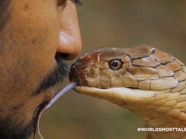 Các động vật nào khiến rắn hổ mang ”chết khiếp” khi đối đầu?