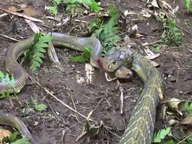 Video: Lao vào ”tử chiến” rắn hổ mang chúa, hổ mang Java bị giết chết trong tích tắc