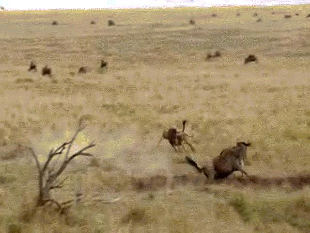 Video: Đang cắn chặt vào cổ linh dương, báo đốm bị đồng loại của con mồi húc tung ngực