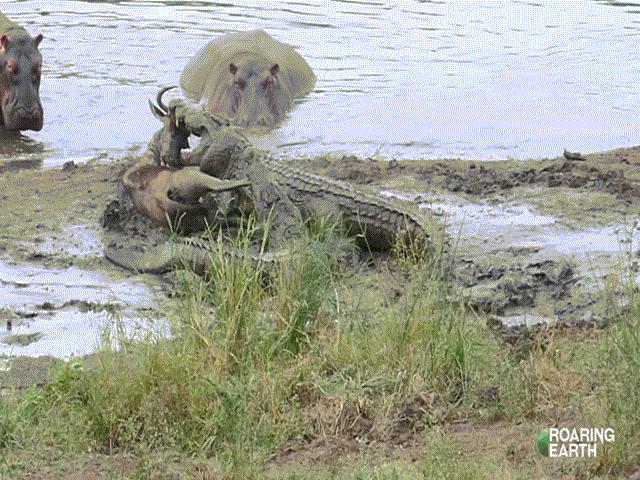 Video: Đàn hà mã ”nổi điên” lao đến tấn công cá sấu