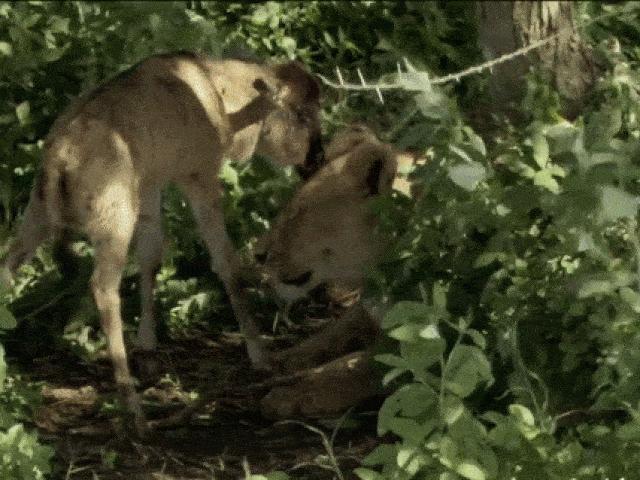Linh dương con đối xử với sư tử cái như mẹ và cái kết có hậu