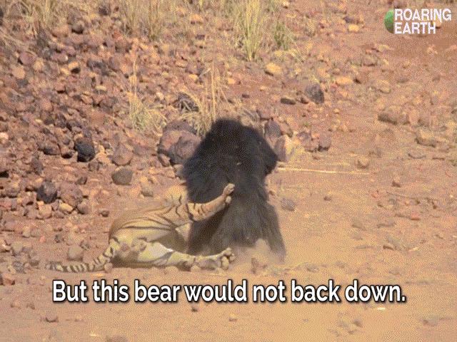 Video: ”Đại chiến” gấu đen, hổ vằn phải trả giá đắt bởi cú lật ngược tình thế của kẻ đến sau