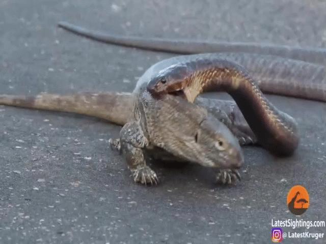 Video: ”Truy sát” kỳ đà trên đường, rắn hổ mang tung nhát cắn chí mạng nhưng vẫn không thể hạ gục con mồi