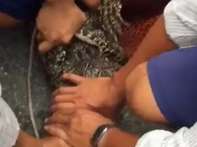 Cá sấu liên tiếp sổng chuồng ở Cà Mau