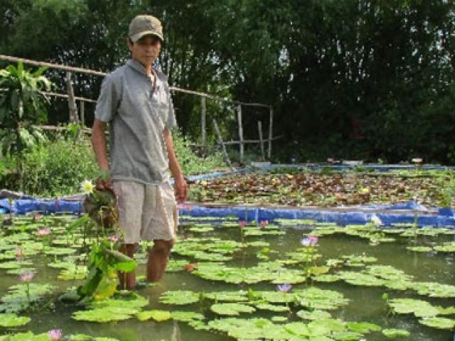 Lấy thứ trôi nổi khắp ao ở Việt Nam trồng, ”mở mắt” là có tiền kiếm trăm triệu