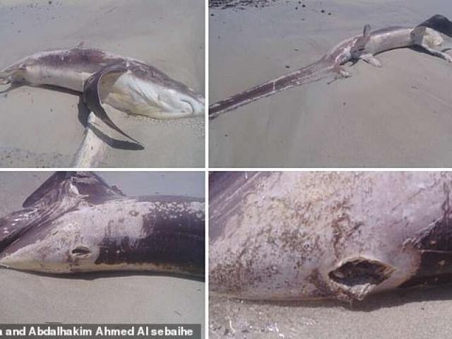 Cá mập chết dạt vào bờ, lật lưng phát hiện nguyên nhân kinh hoàng