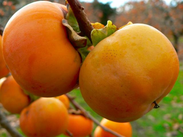 Công dụng chữa bệnh tuyệt vời từ quả hồng ngâm