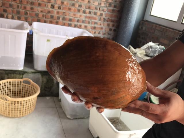 Loài hải sản khổng lồ mới ”sốt xình xịch” ở Việt Nam giá nửa triệu/con có gì đặc biệt?