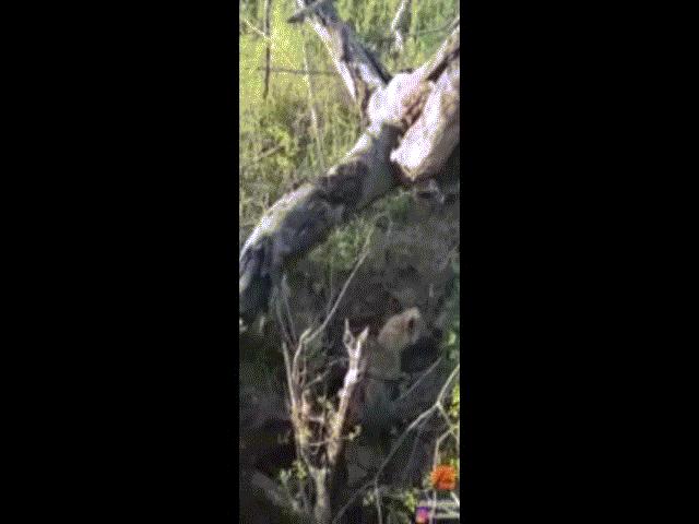 Video: Báo mẹ từ trên cây cao bất lực nhìn linh cẩu mò vào tận hang truy sát con