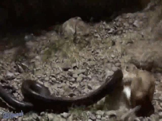 Video: Vô tình đụng độ trăn đá châu Phi, sư tử đau đớn vì bị kẻ thù siết chặt