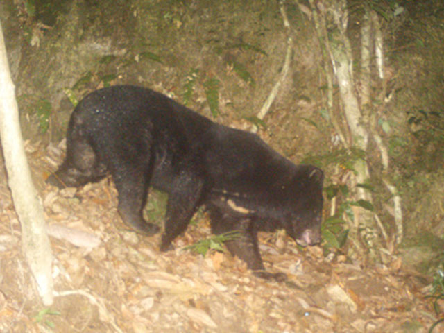 Một người dân ở Quảng Nam bị gấu rừng tấn công kinh hoàng