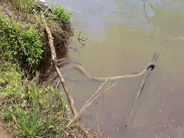 Hổ mang chúa đại chiến với trăn ”khủng”, ai sẽ kẻ chiến thắng?