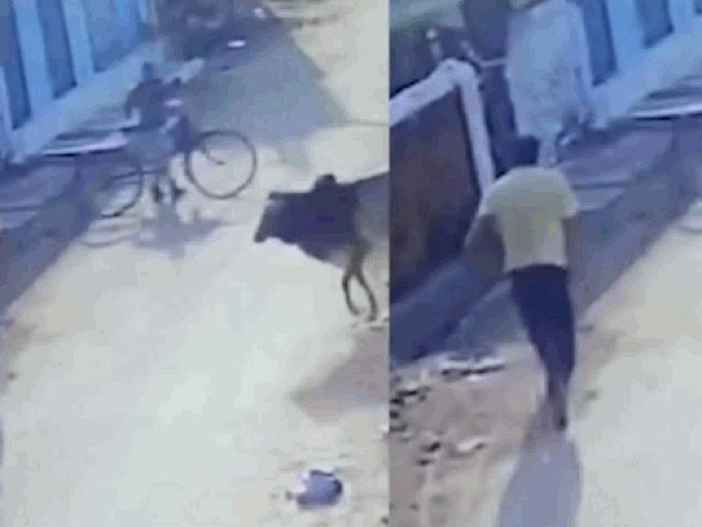 Sốc cảnh người đàn ông bị ”bò điên” tấn công kinh hoàng trên phố
