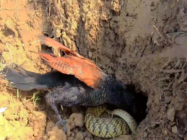 Video: Chim bìm bịp háu chiến mổ vỡ đầu rắn lục, kéo con mồi từ hang lên ăn thịt