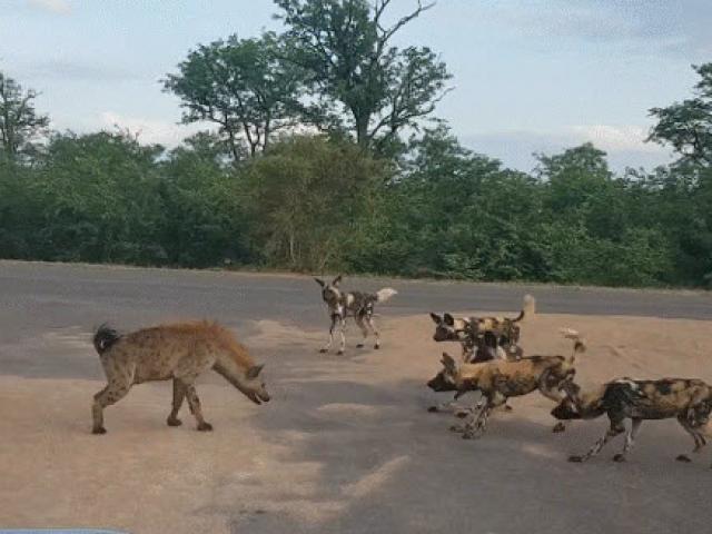Linh cẩu tử chiến với 17 con chó hoang để bảo vệ con
