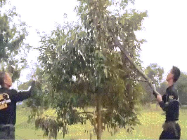 Video: Dân làng nháo nhác truy lùng rắn hổ mang ”khủng” trốn trên cây sầu riêng