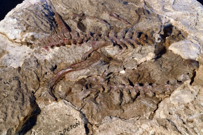 Kinh ngạc hóa thạch sinh vật ”biến hình” dở dang thành quái thú bay