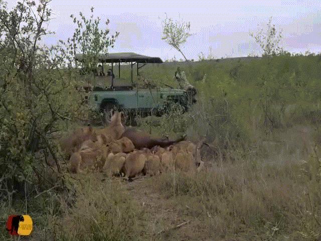 Video: Bị 15 con sư tử quật ngã rồi lao vào cắn xé, trâu rừng bất ngờ phản đòn đạp văng kẻ thù