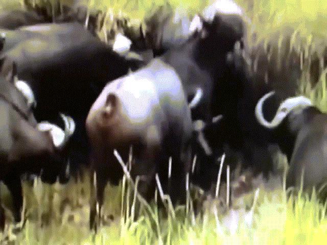 Video: Cả gan giết chết nghé con, sư tử bị ”500 anh em” trâu rừng đánh hội đồng