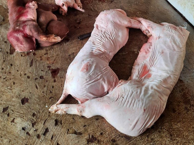 Phát hiện gần 1 tấn thịt lợn thối chuẩn bị đưa đi tiêu thụ