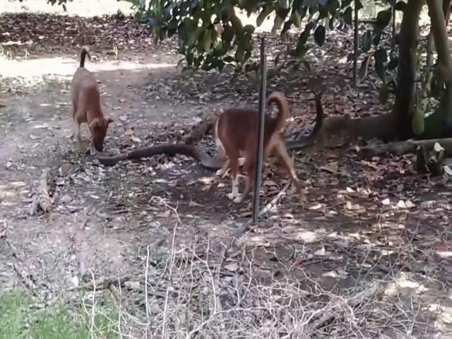 Video: 2 con chó nhà tử chiến dữ dội với rắn hổ mang chúa ”khủng” và cái kết