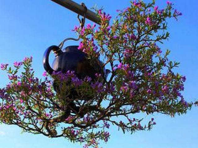 Chuyện lạ Quảng Nam: Dị nhân có hàng trăm cây bonsai mọc ngược được xác nhận kỷ lục Việt Nam