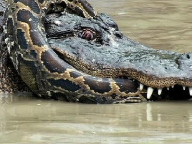 Trăn Miến Điện đại chiến cá sấu “khủng” dưới nước, kẻ nào sẽ chiến thắng?