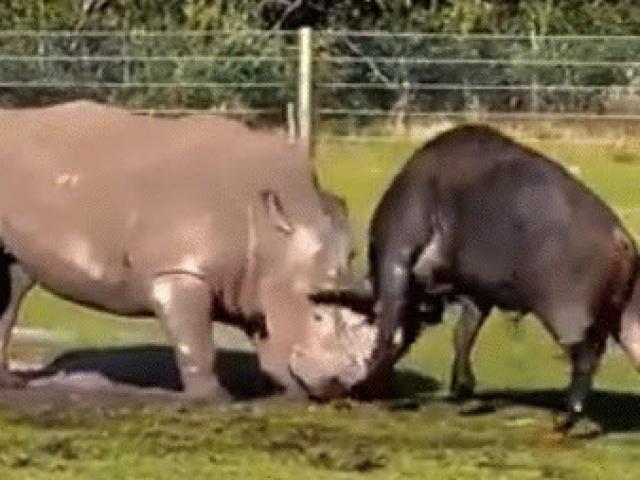 Trận chiến khốc liệt giữa trâu rừng với tê giác và cái kết bất ngờ