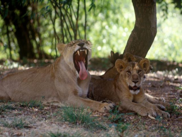 Ra ngoài đi vệ sinh, thiếu nữ Ấn Độ bị hai con sư tử đói cắn xé đến chết