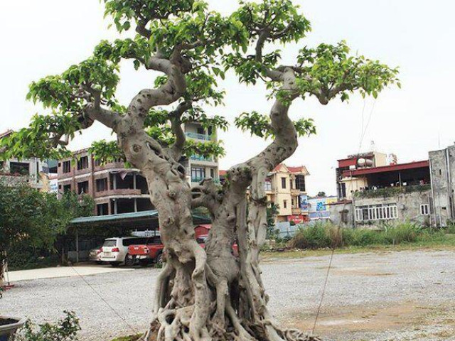 Cận cảnh cây sanh cổ ”ngai vàng” chủ nhân mất 6 lô đất đổi lấy cây