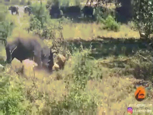Video: Trâu rừng cả gan húc trộm sư tử và cái kết