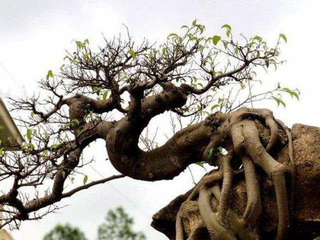 Ngắm cây sanh thế lạ ký vào phiến đá ”khủng”