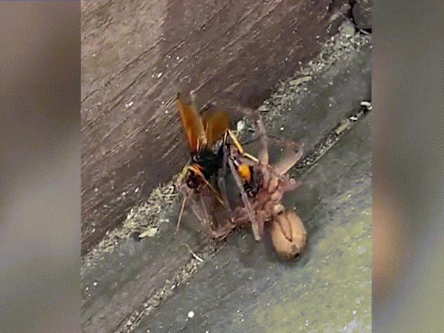 Video: Nhện sát thủ khóa chặt ong bắp cày rồi cắn liên tục, bất ngờ kẻ phải bỏ mạng