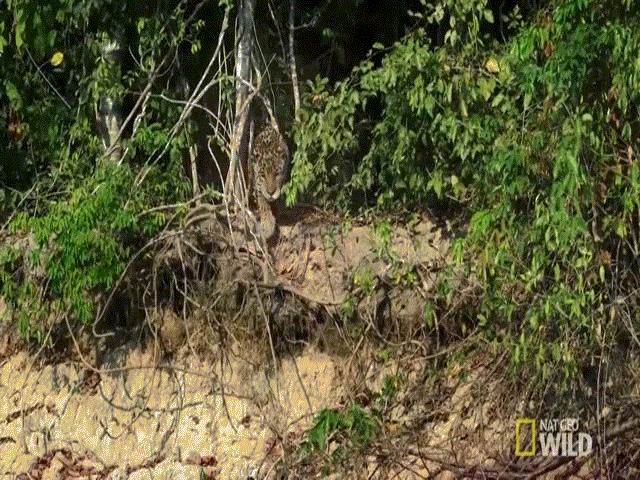 Video: Lao mình xuống sông, báo đốm liều lĩnh tóm gọn cá sấu Caiman