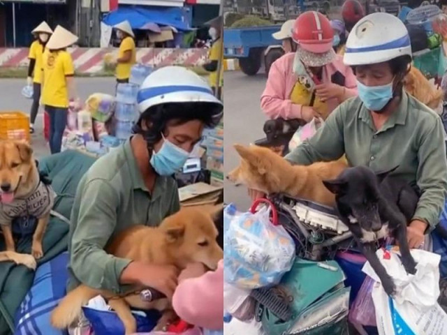 Pháp lý vụ Cà Mau tiêu hủy 15 chú chó theo chủ về quê