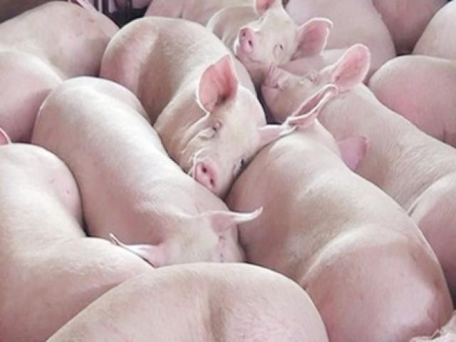 Giá lợn lao dốc không phanh, chỉ còn 33.000 đồng/kg, thấp nhất trong vòng 2 năm qua